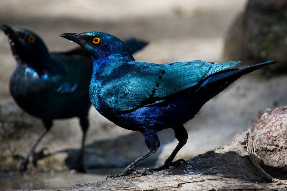 Greater Blue-eared Starling - ML628968295