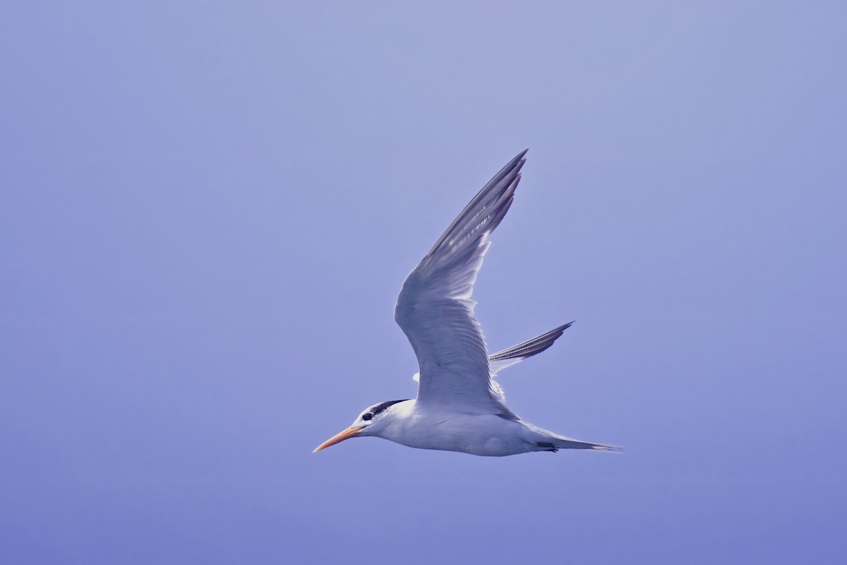 Lesser Crested Tern - ML628968402