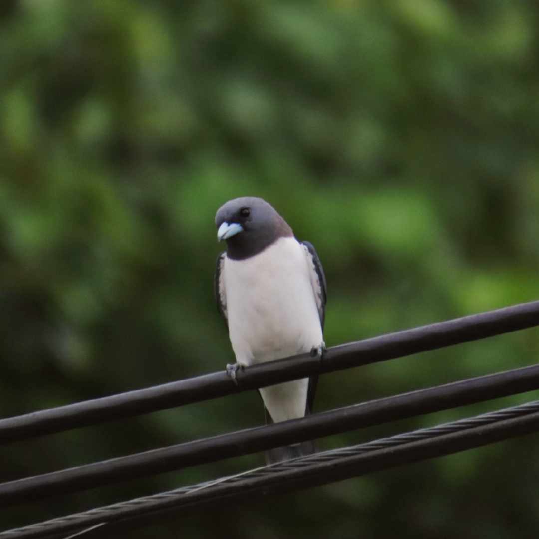 White-breasted Woodswallow - ML628968541