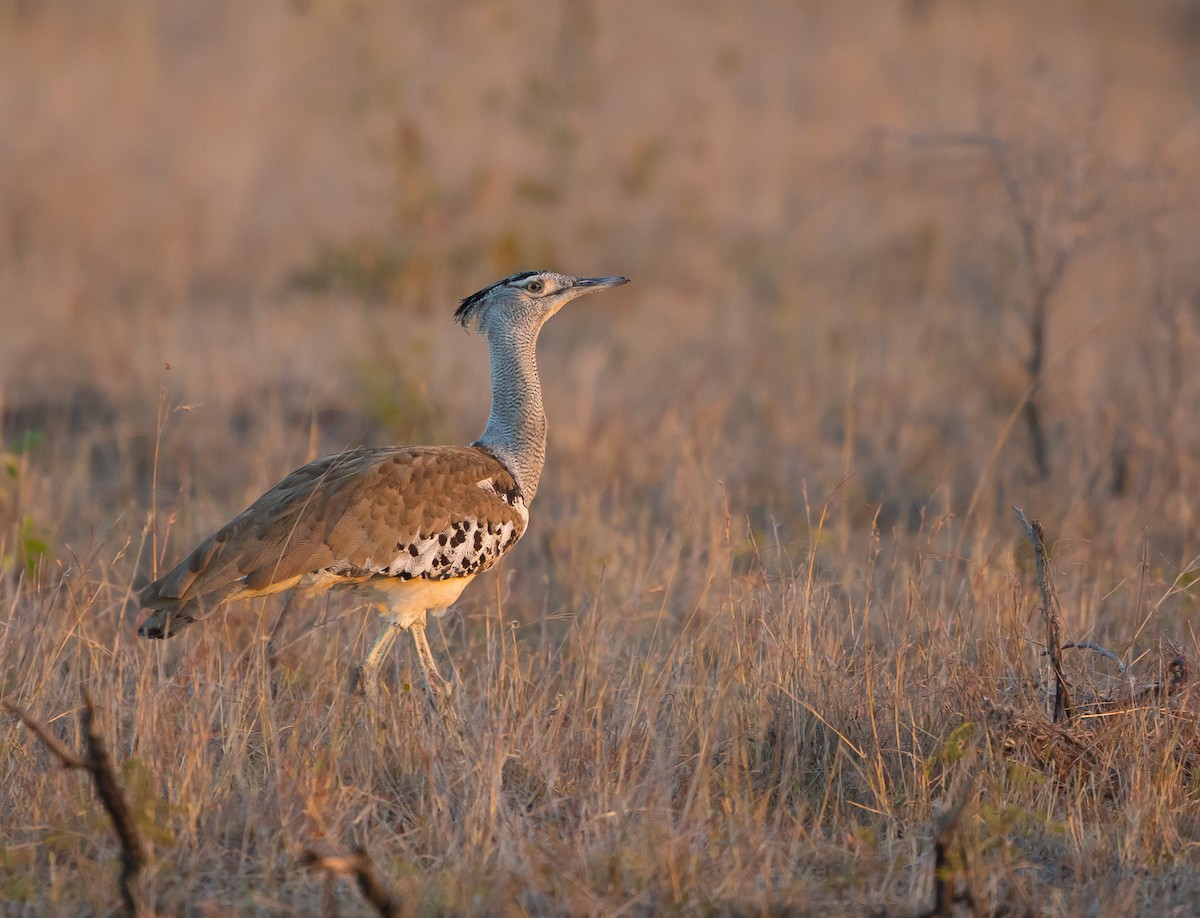 Kori Bustard - ML628968581