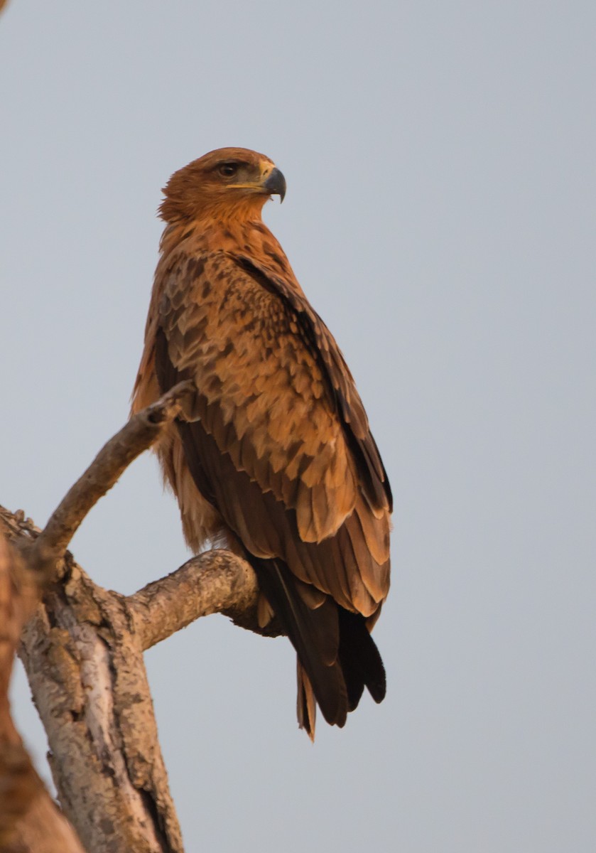 Tawny Eagle - ML628968665