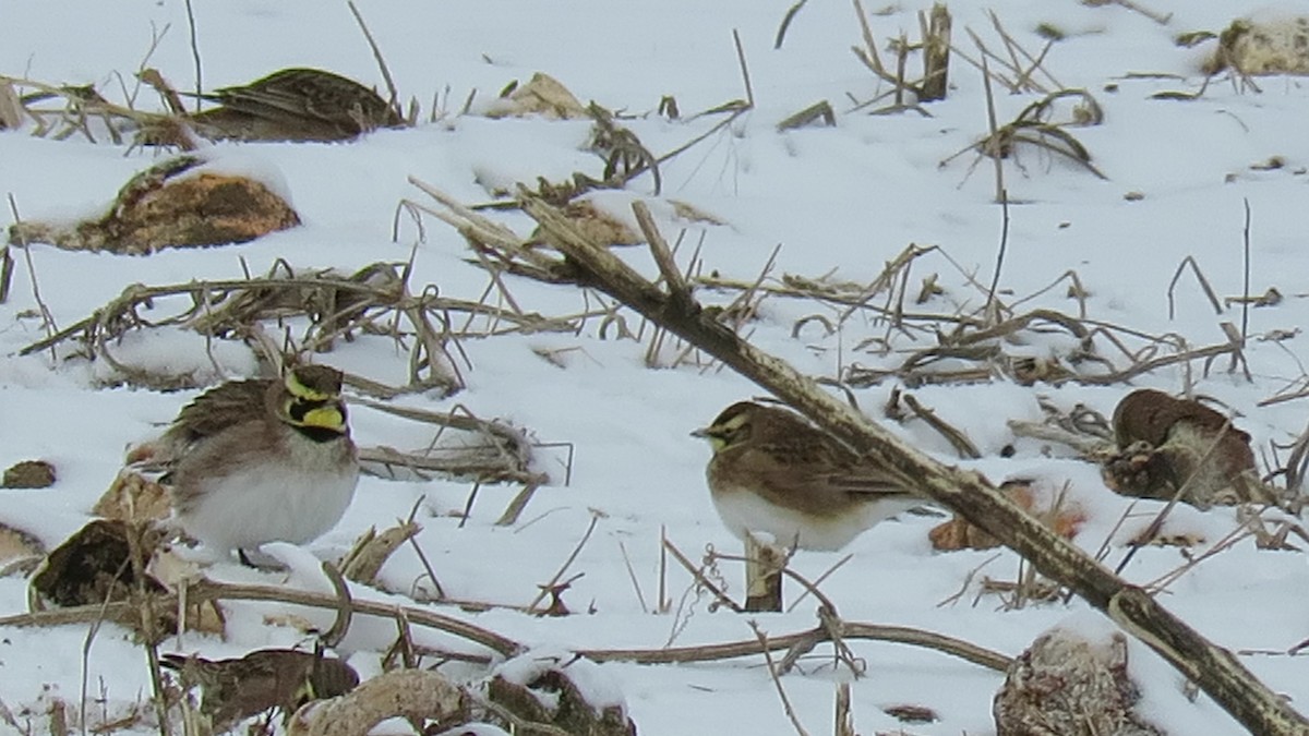 Horned Lark - ML628968672
