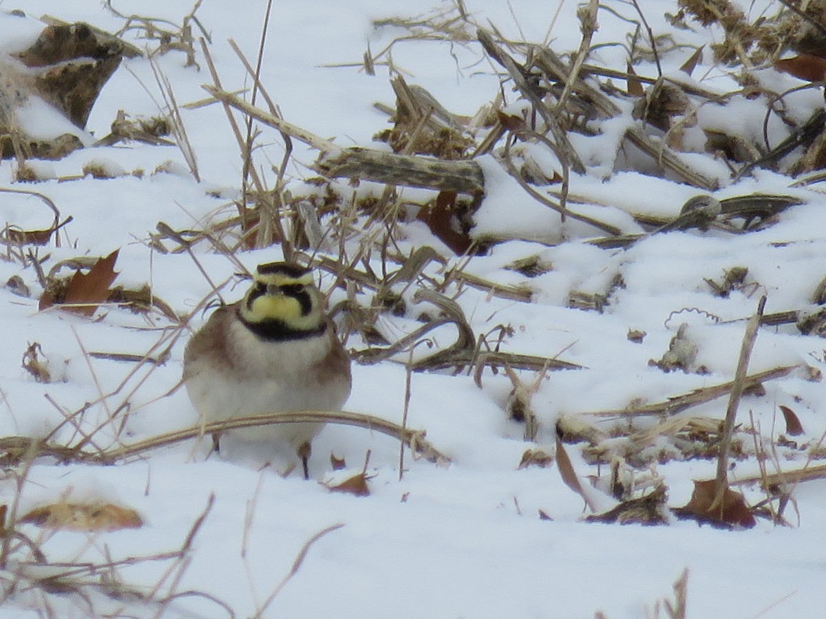 Horned Lark - ML628968673