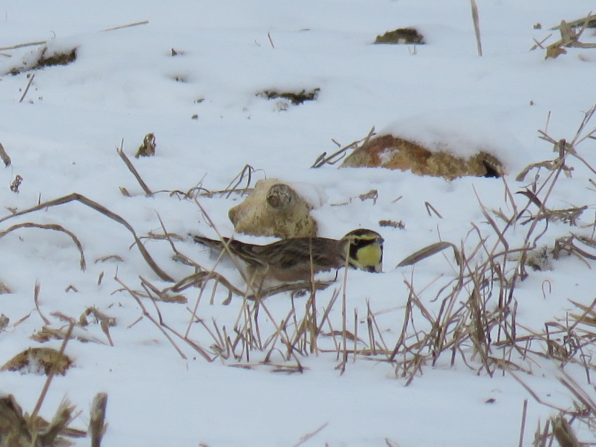 Horned Lark - ML628968674