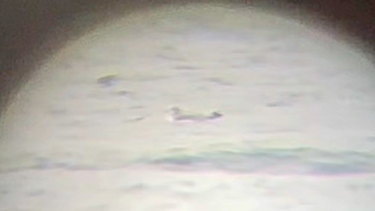 Mouette tridactyle - ML628968751