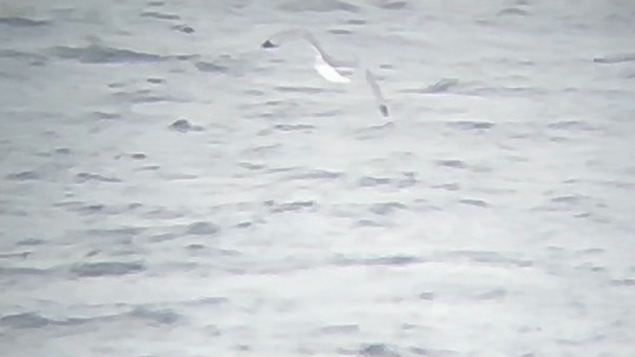 Mouette tridactyle - ML628968752