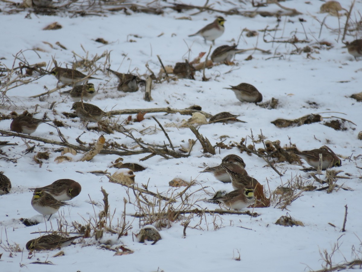 Horned Lark - ML628968759