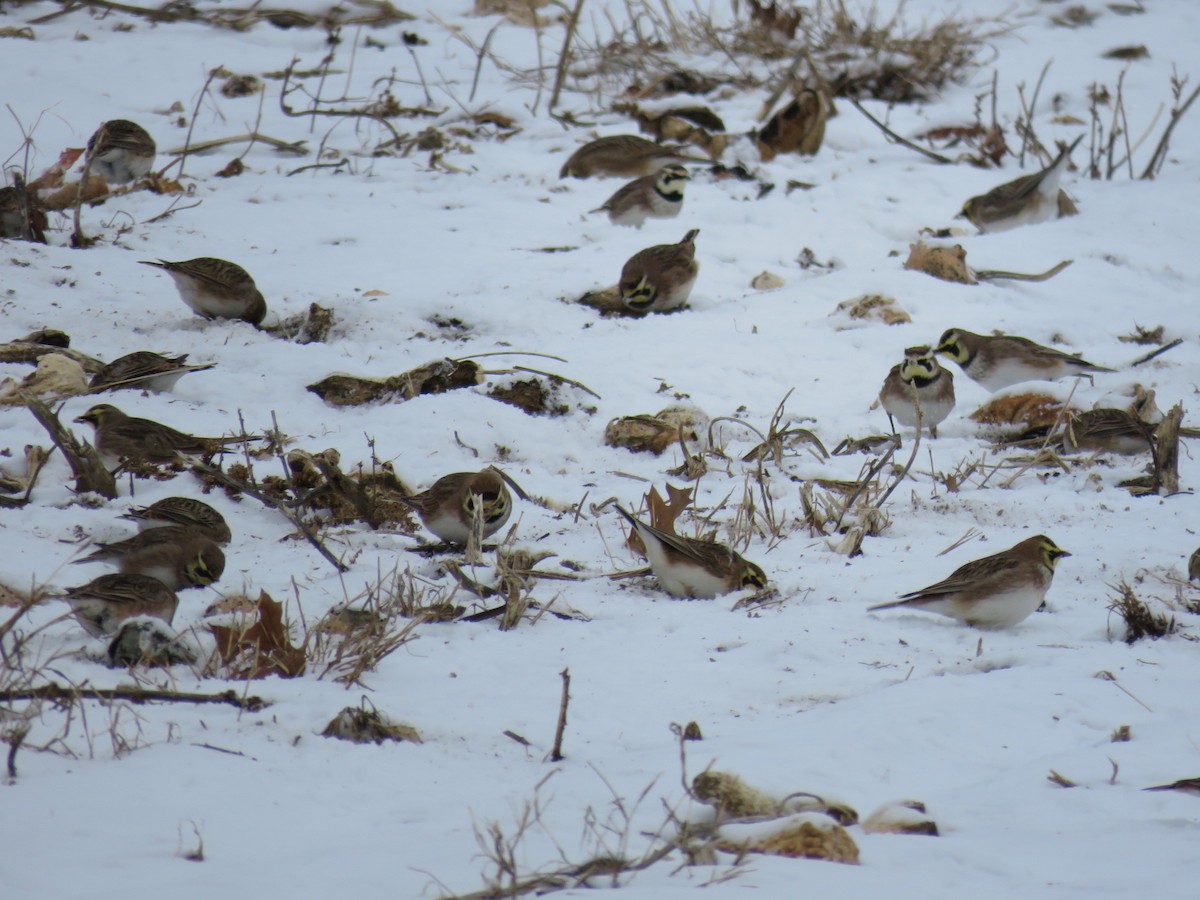 Horned Lark - ML628968760