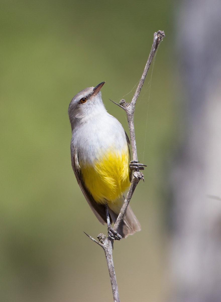 Yellow-bellied Eremomela - ML628968785