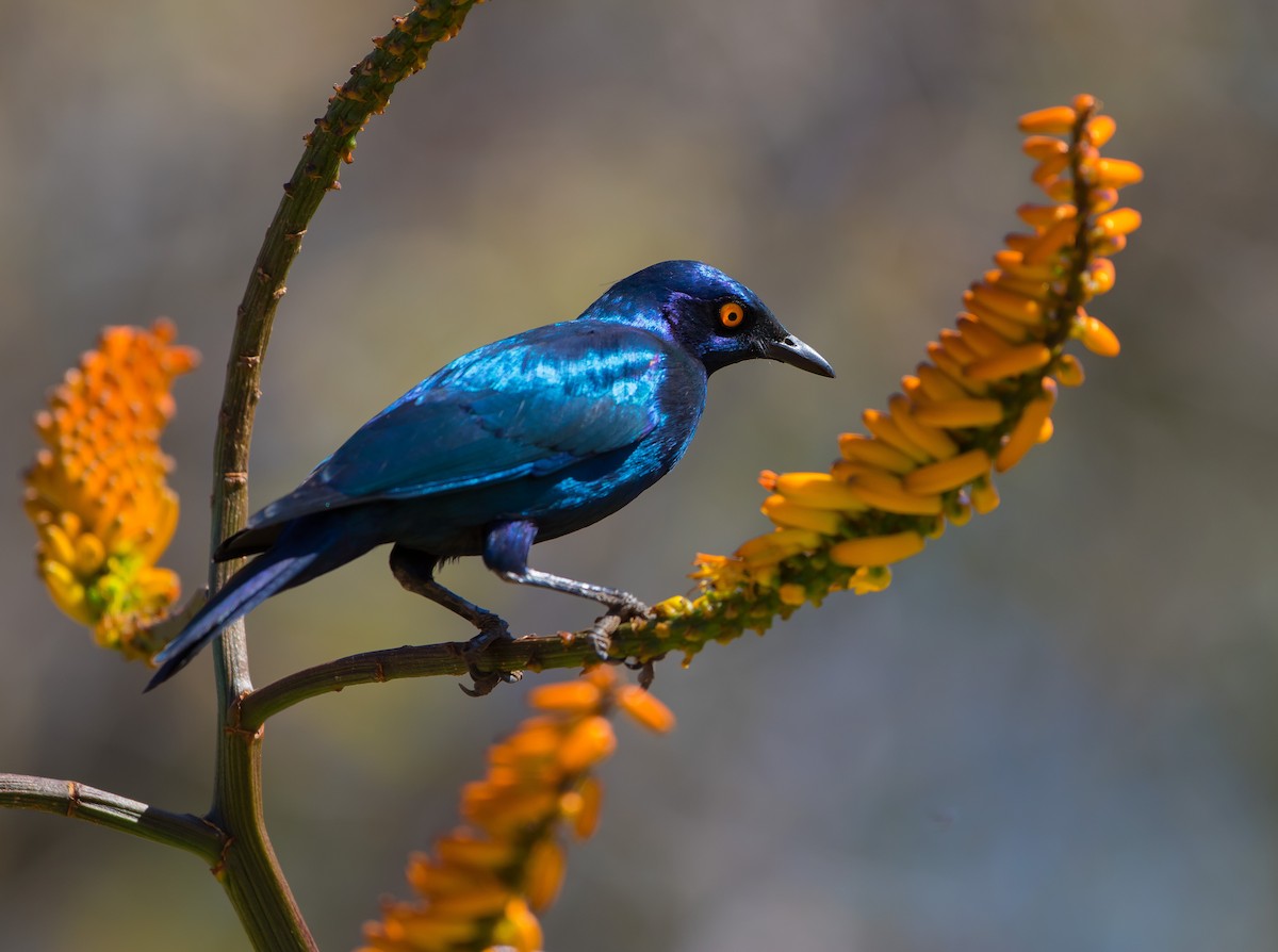 Greater Blue-eared Starling - ML628968795