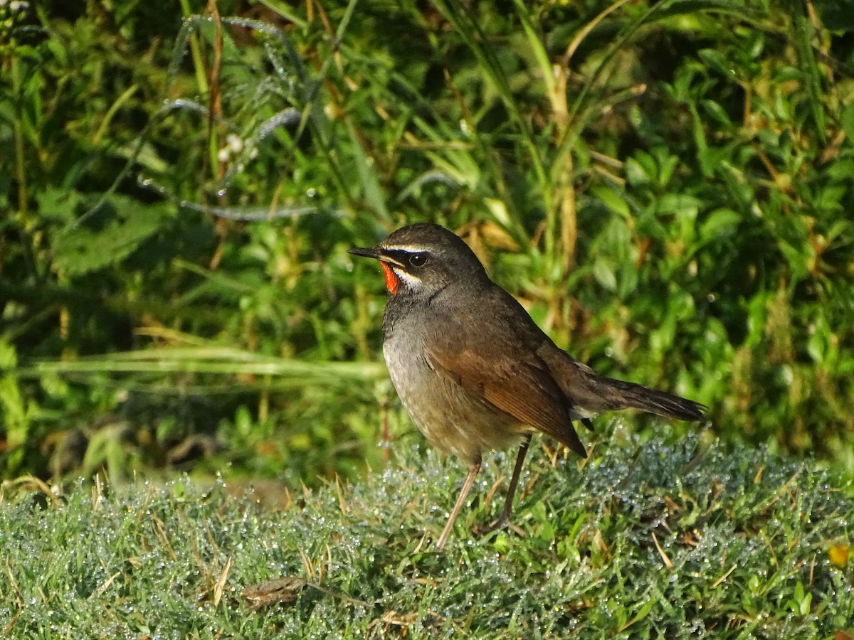 Chinese Rubythroat - ML628968851