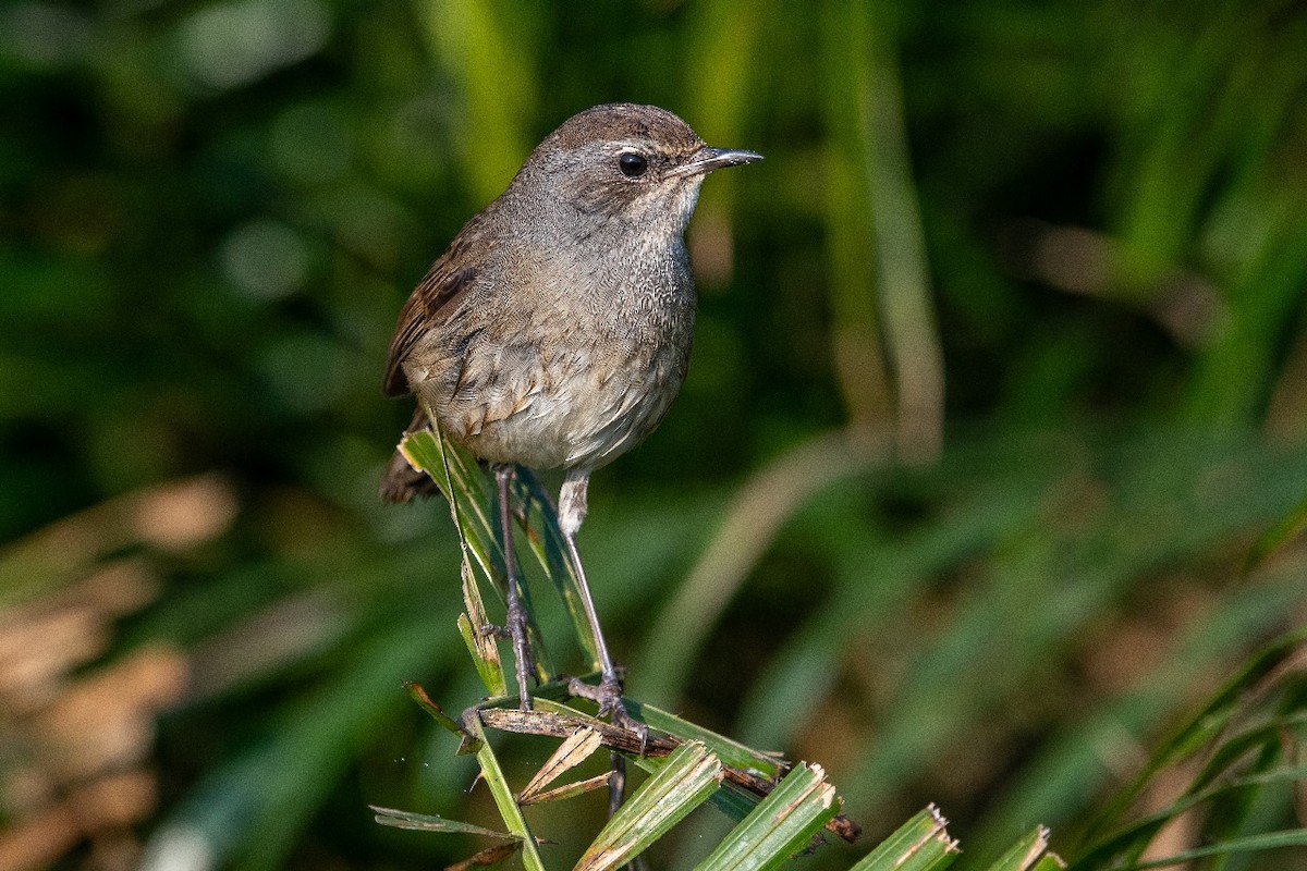 Chinese Rubythroat - ML628968909