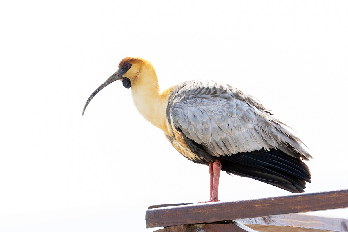 Black-faced Ibis - ML628969046