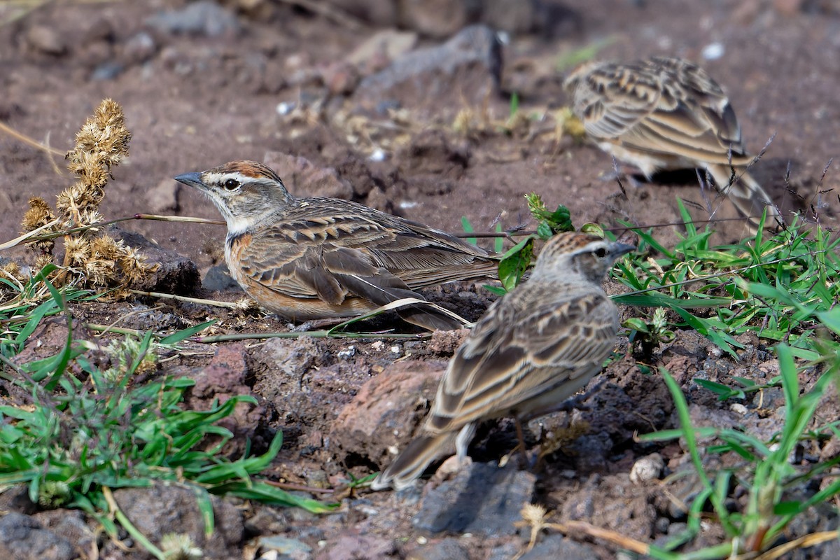 Blanford's Lark (Erlanger's) - ML628969051