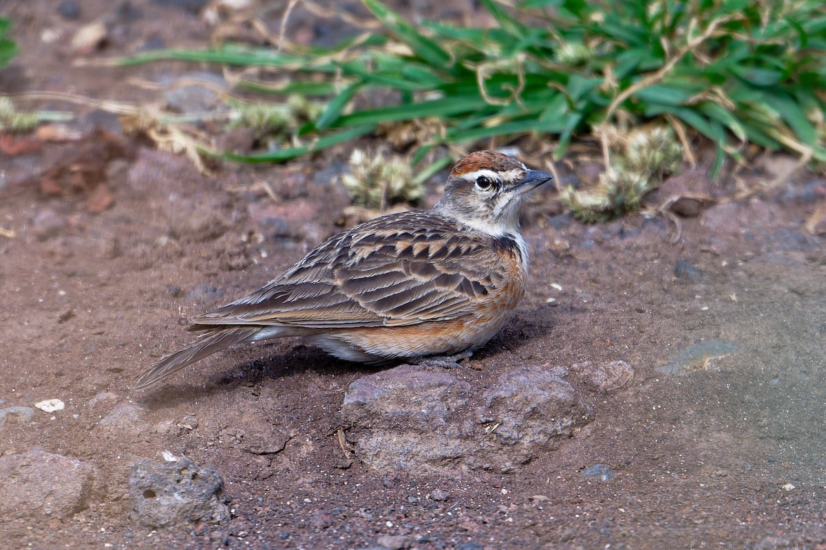Blanford's Lark (Erlanger's) - ML628969054