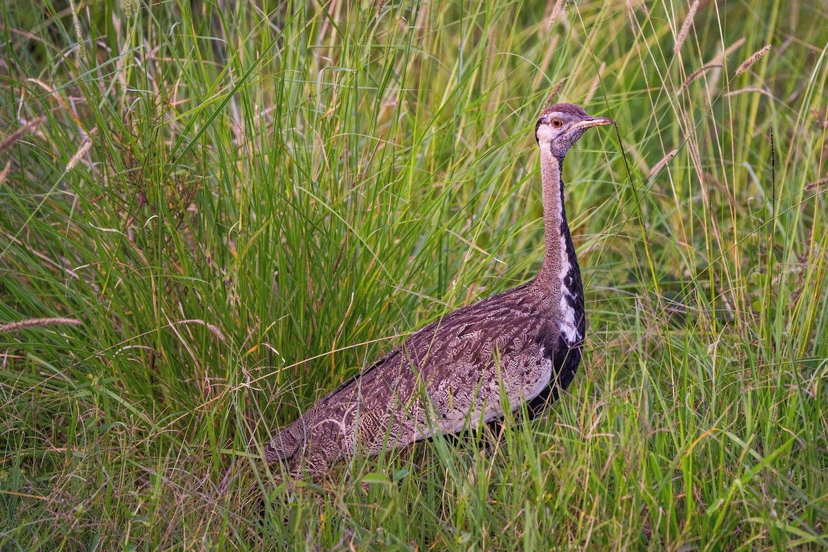 Black-bellied Bustard - ML628969260