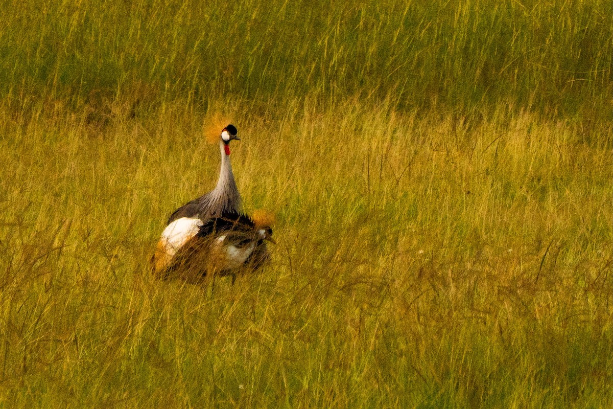 Gray Crowned-Crane - ML628969263