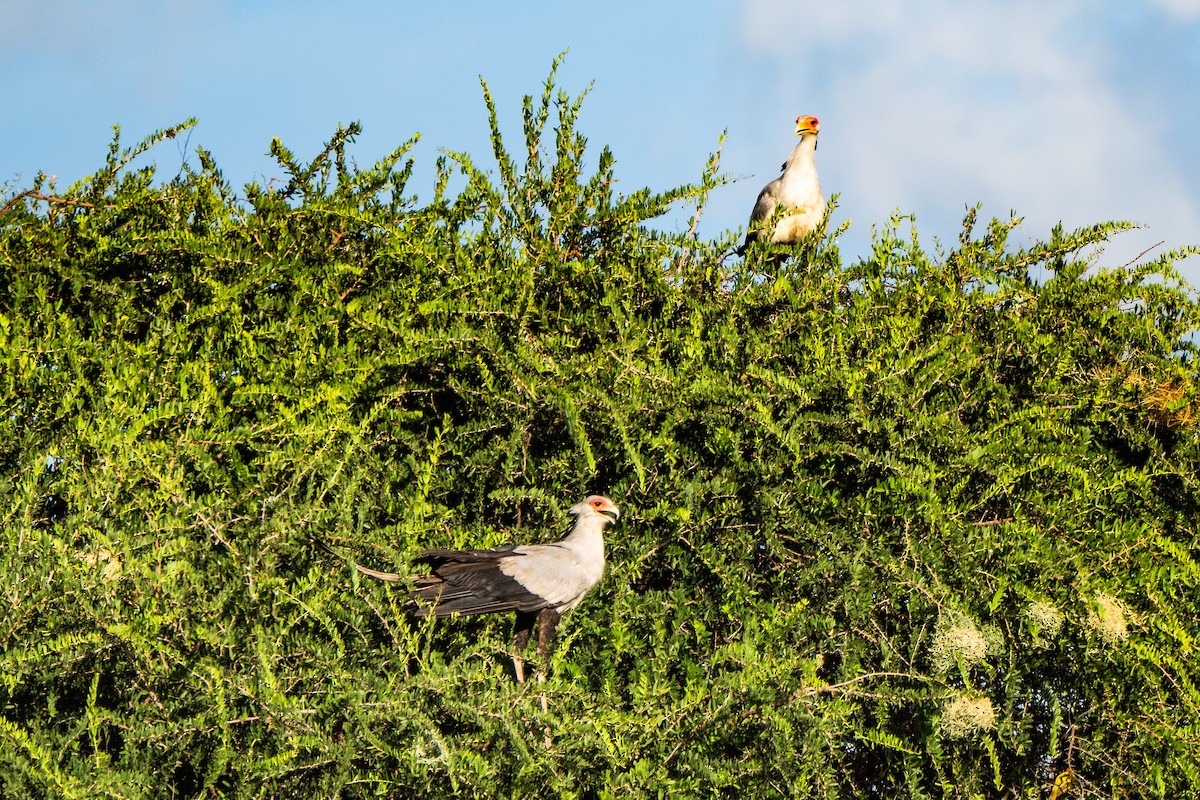 Secretarybird - ML628969265