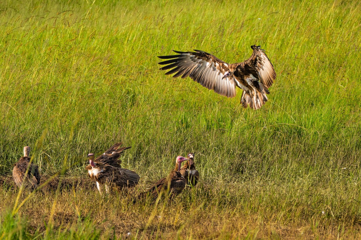 White-backed Vulture - ML628969269