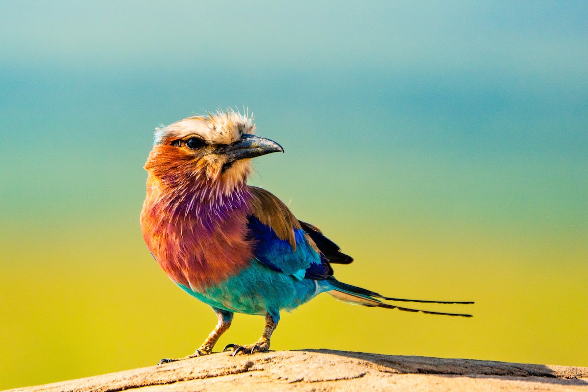 Lilac-breasted Roller - ML628969271