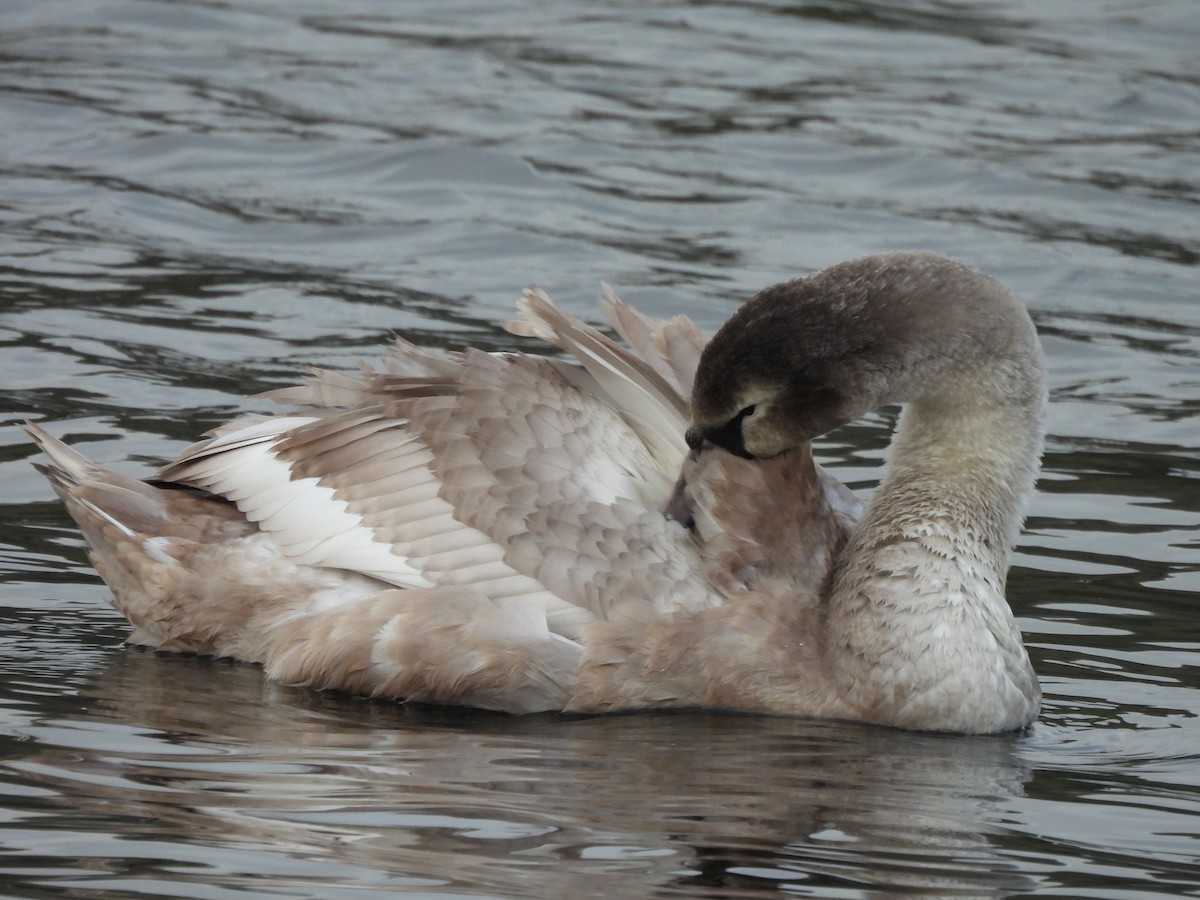Mute Swan - ML628969275