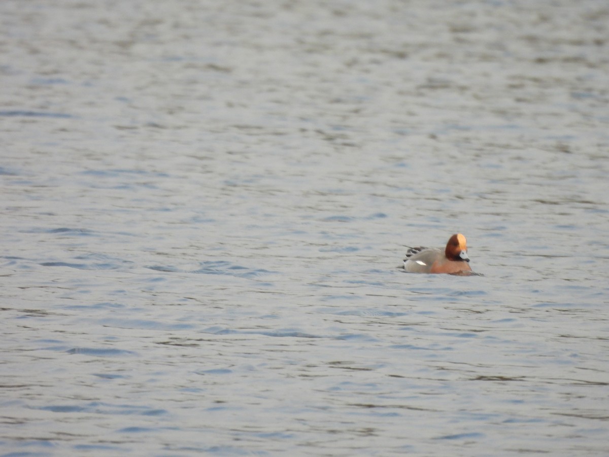 Eurasian Wigeon - ML628969283