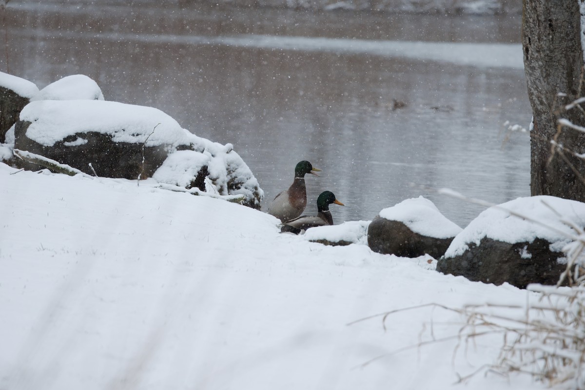 Зэрлэг нугас - ML628969292