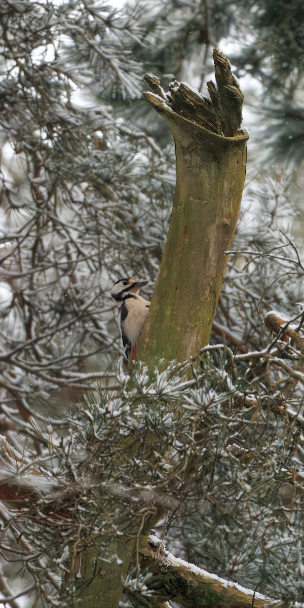 Алаг тоншуул - ML628969295