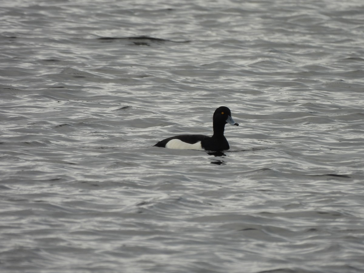 Tufted Duck - ML628969297
