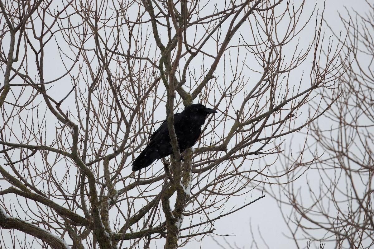 Хон хэрээ - ML628969298