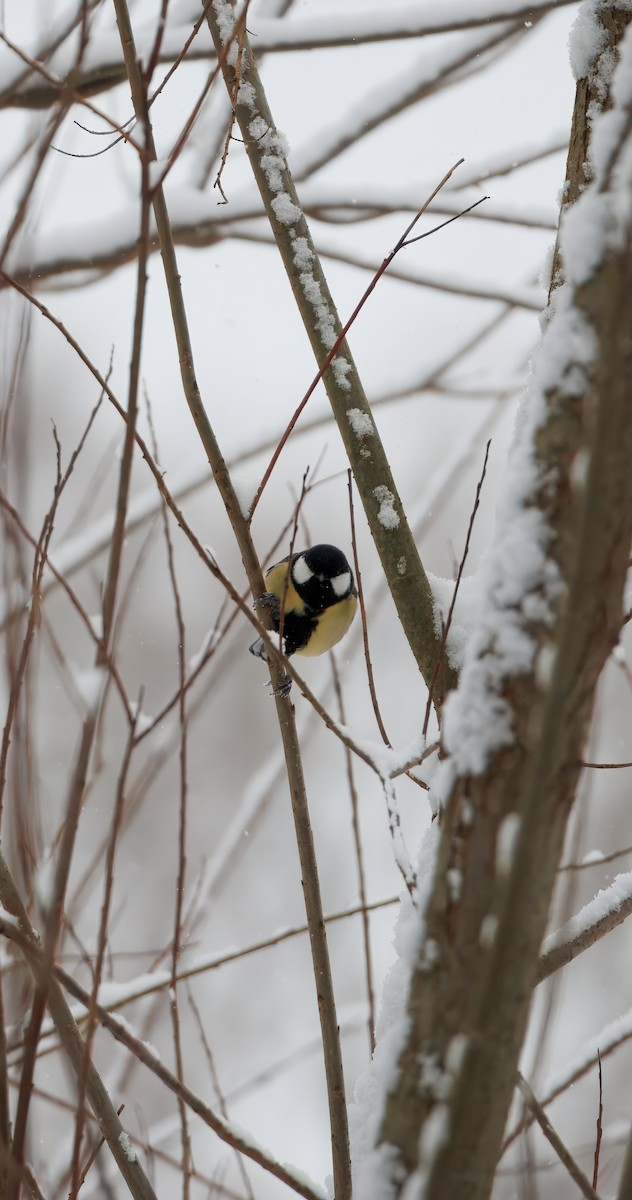 Их хөх бух - ML628969300