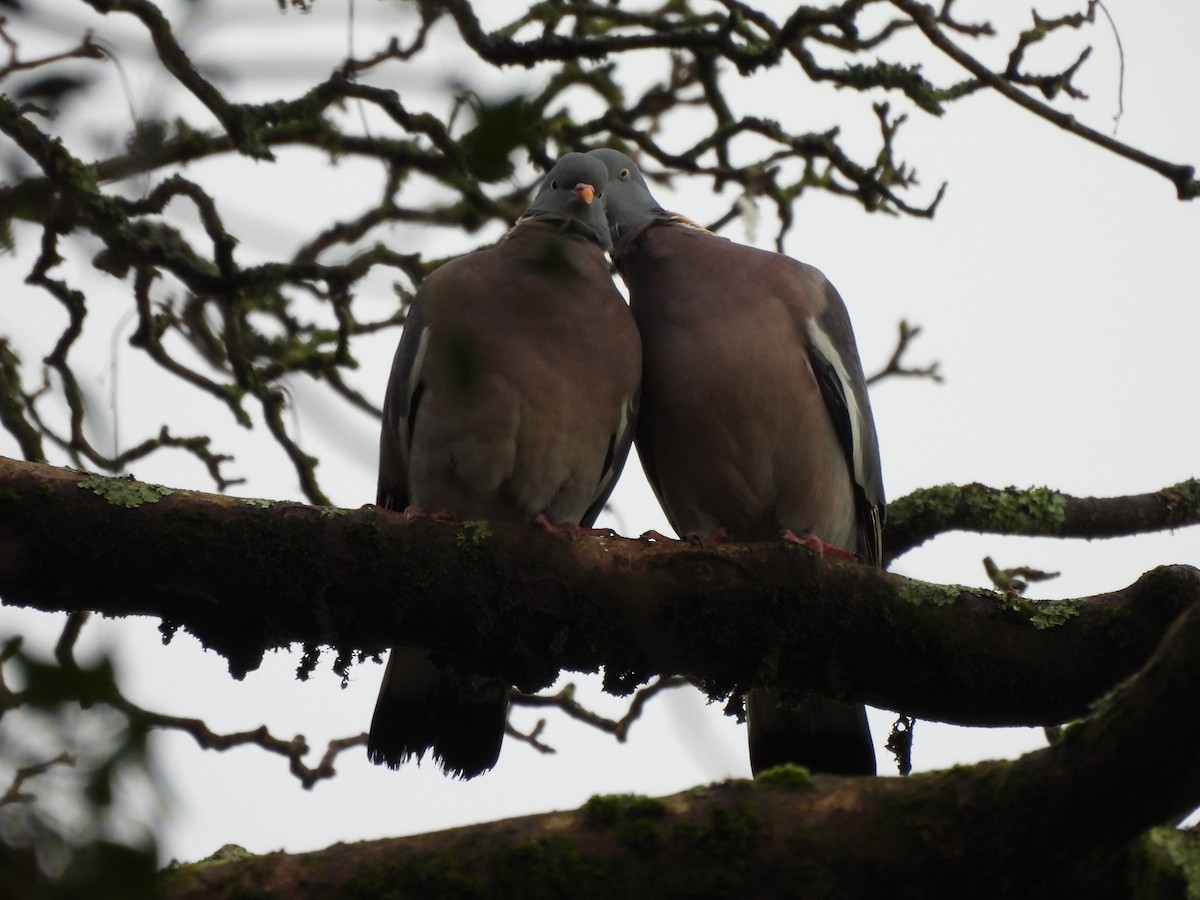Common Wood-Pigeon - ML628969301