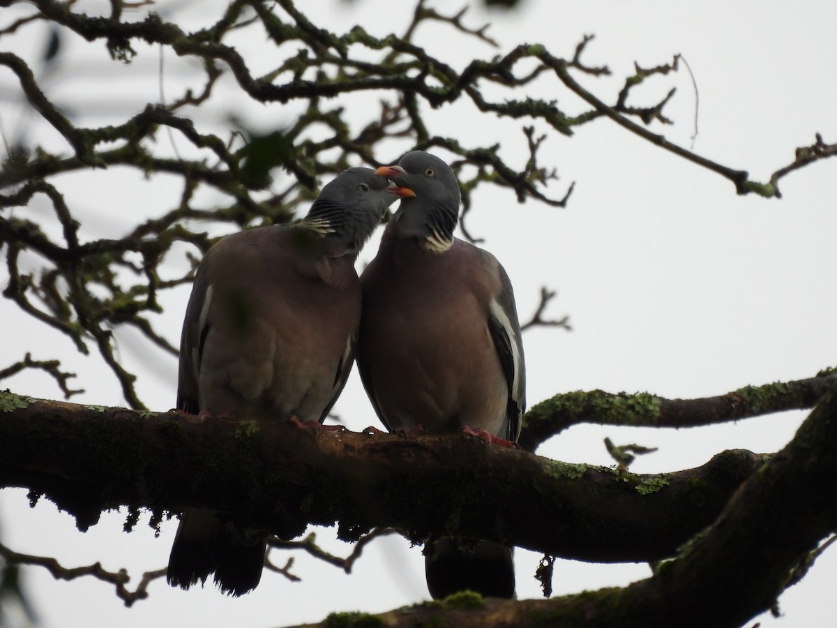 Common Wood-Pigeon - ML628969302