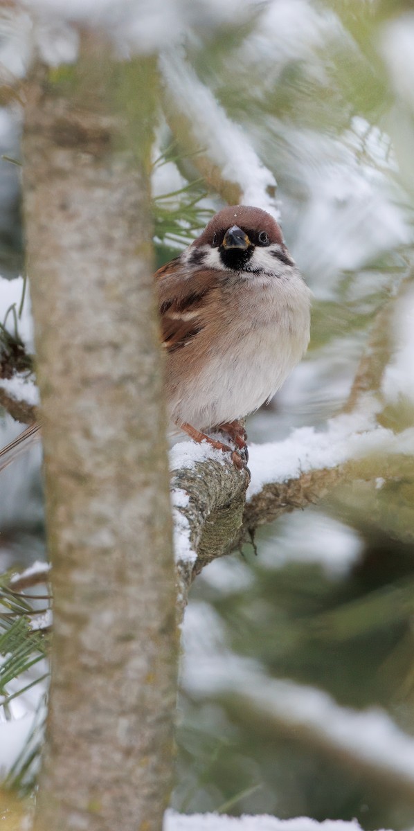 Хээрийн бор шувуу - ML628969304