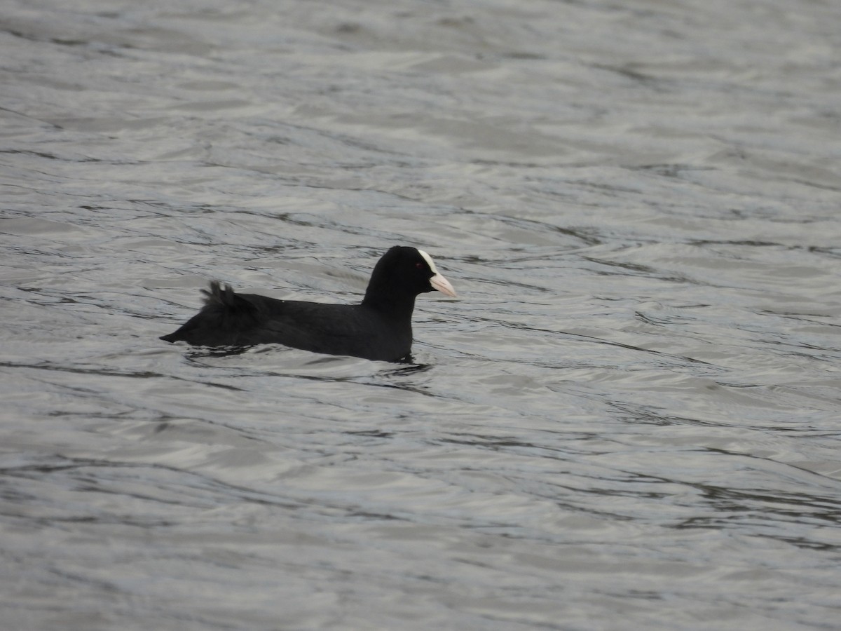 Eurasian Coot - ML628969306