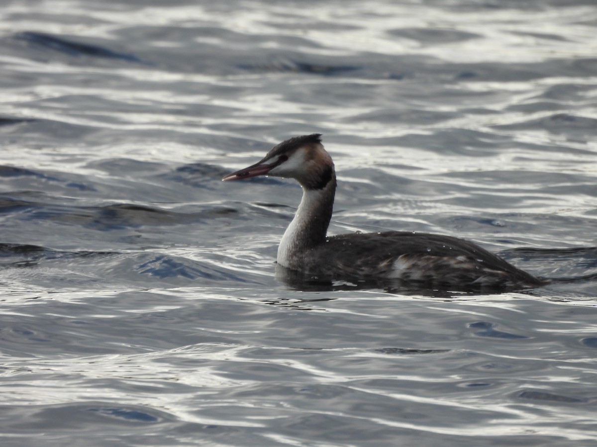 Great Crested Grebe - ML628969320