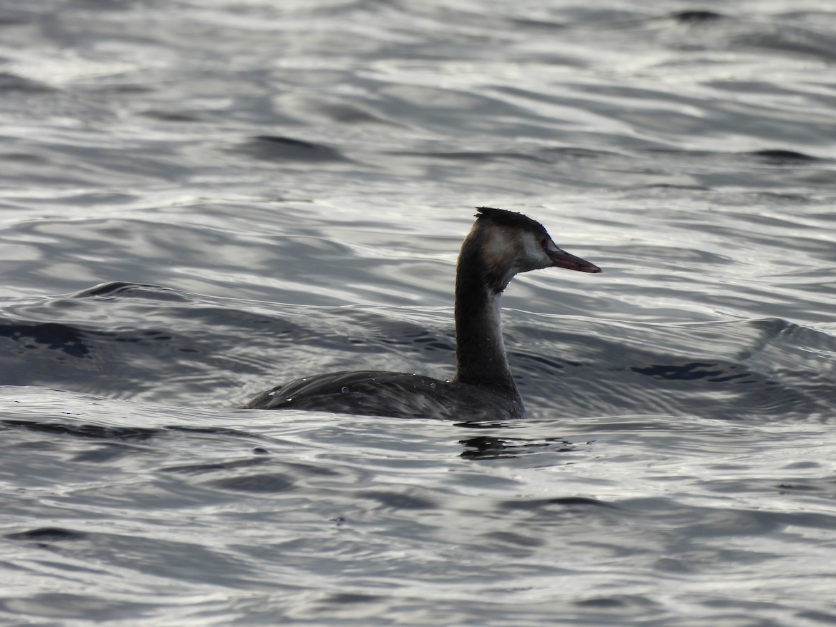 Great Crested Grebe - ML628969321