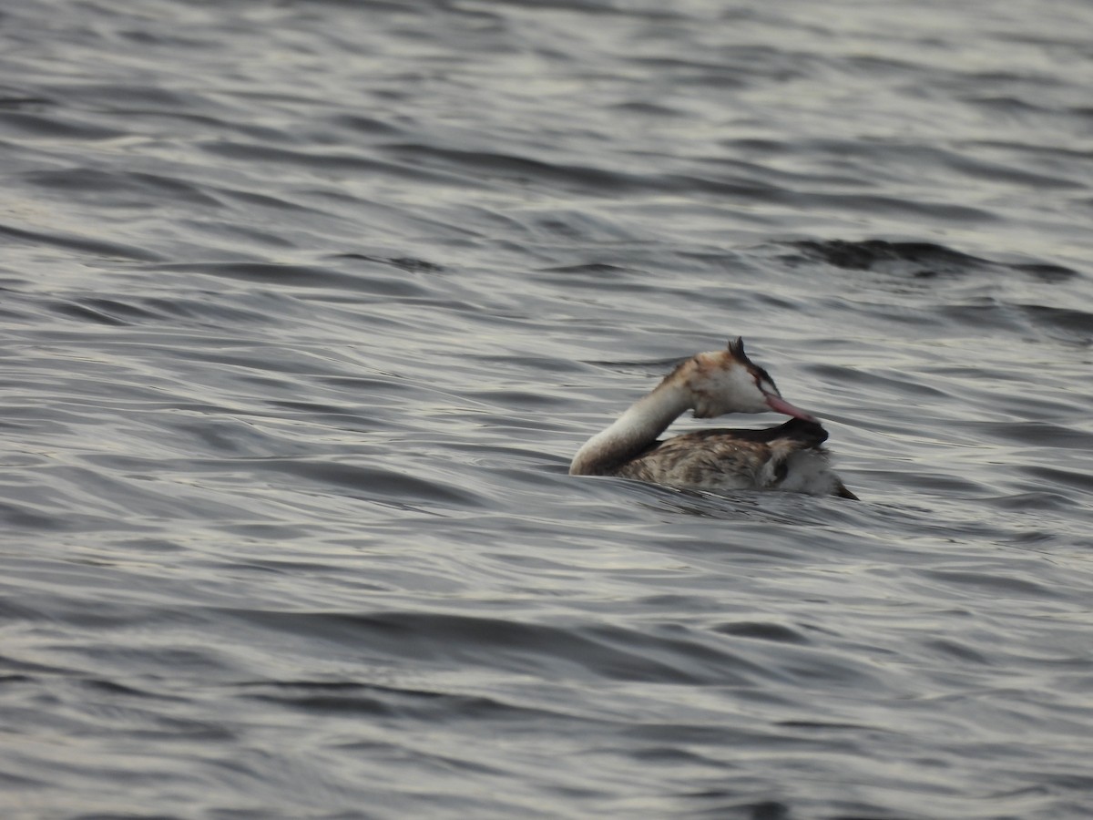 Great Crested Grebe - ML628969322