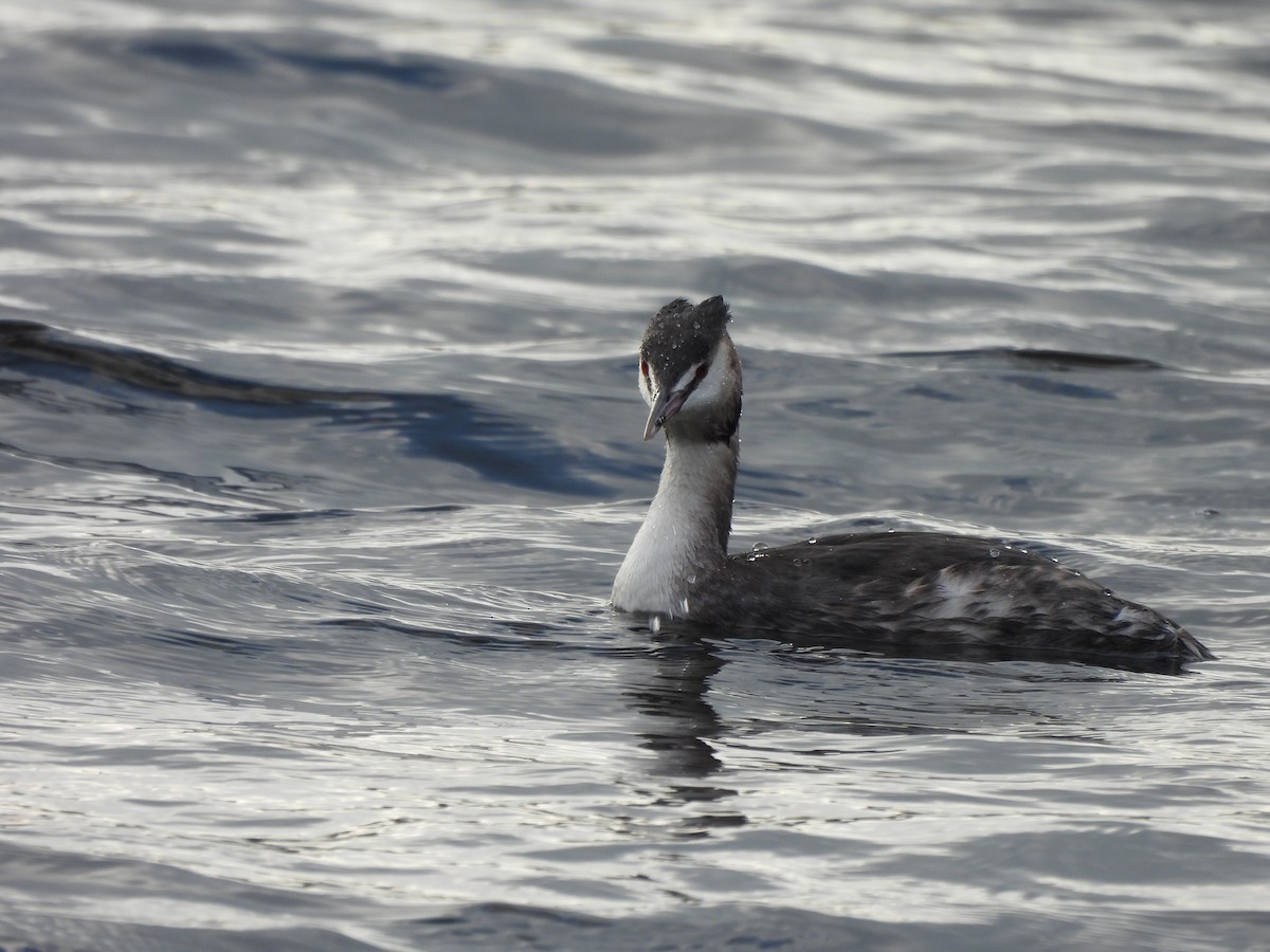 Great Crested Grebe - ML628969324