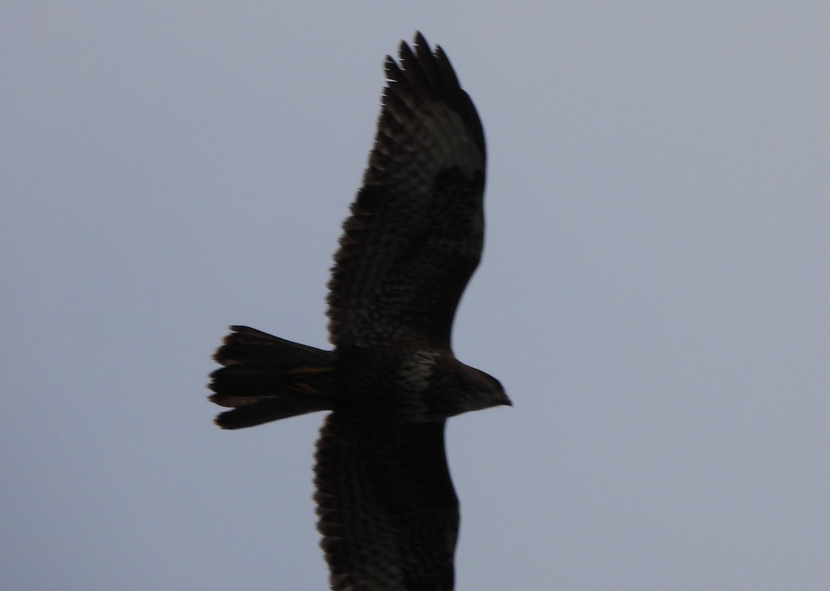 Common Buzzard - ML628969326