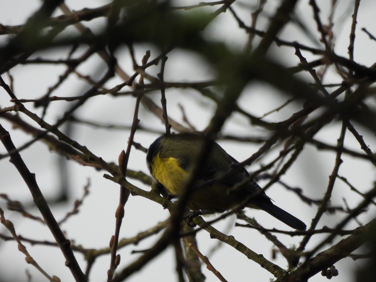 Eurasian Blue Tit - ML628969332