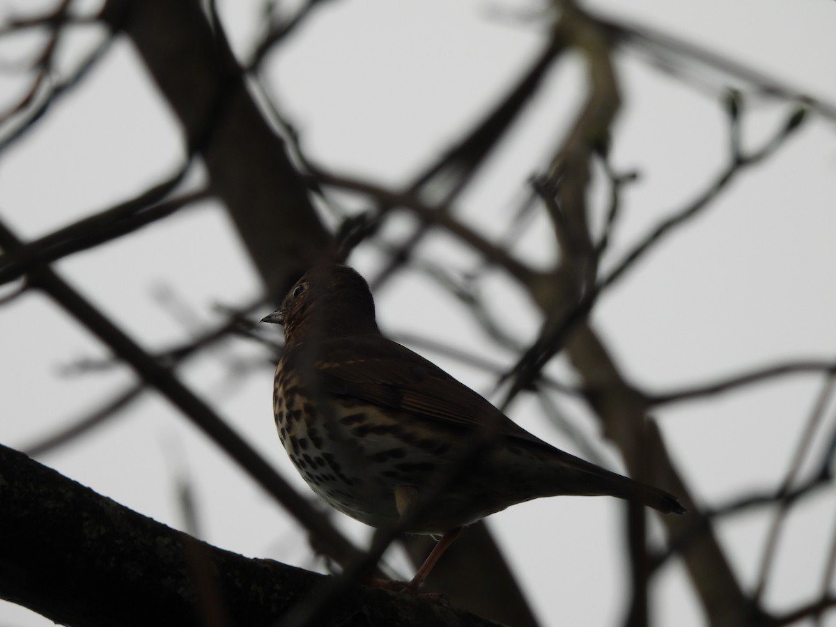 Song Thrush - ML628969340