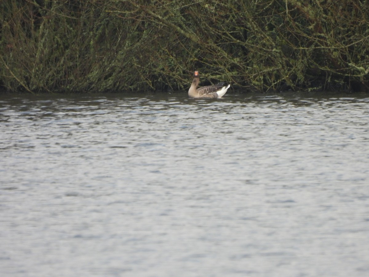 Graylag Goose - ML628969369