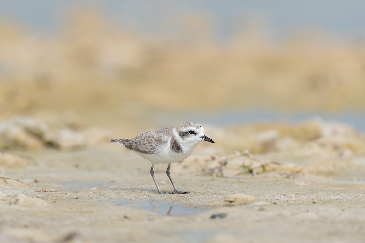 Snowy Plover (Northern) - ML628969763