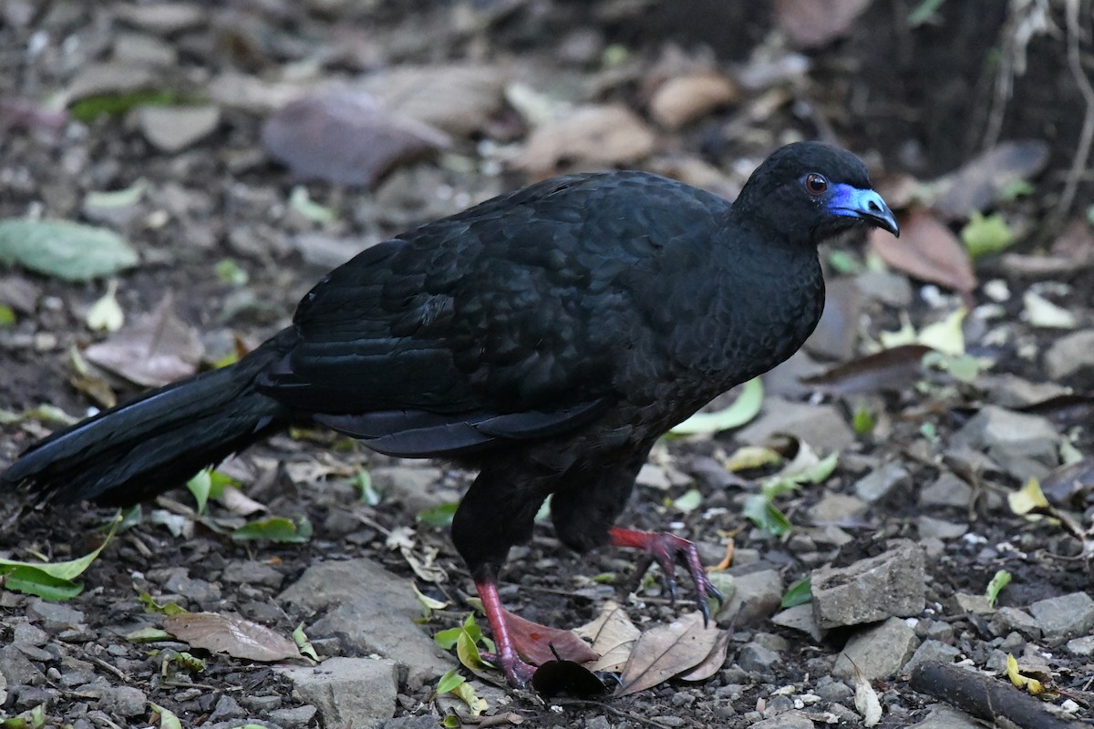 Black Guan - ML628970341