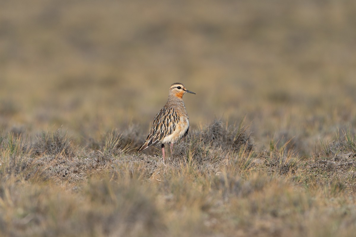 Tawny-throated Dotterel - ML628970454