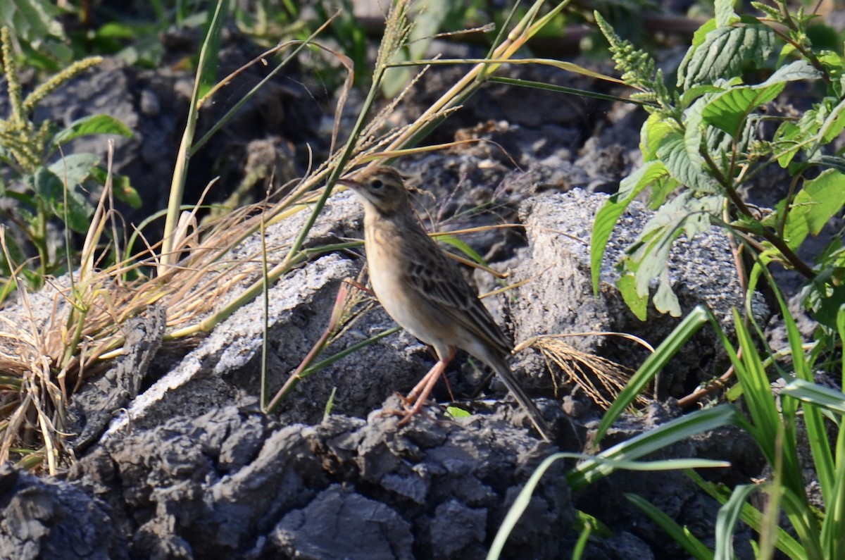 Richard's Pipit - ML628970489