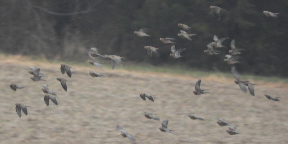 Mourning Dove - ML628970592
