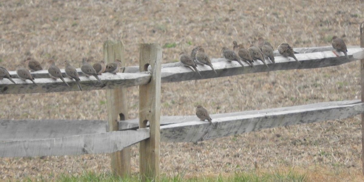 Mourning Dove - ML628970593