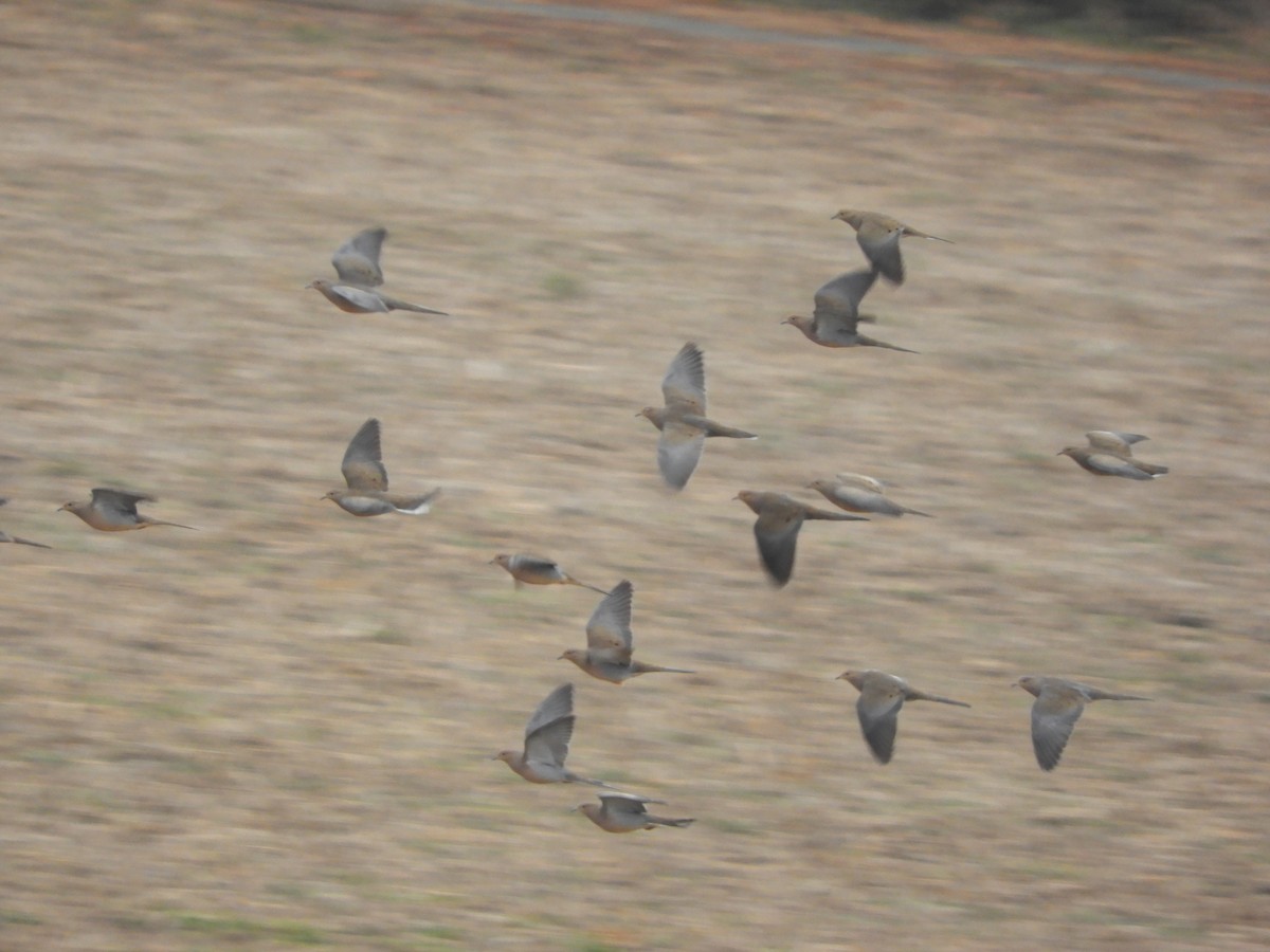Mourning Dove - ML628970594